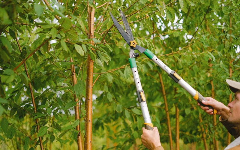 Tree trimming in Pacific Junction, IA