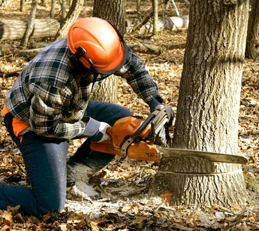 Tree Removal in Pacific Junction, IA